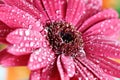 Wet Pink Gerber Daisy Royalty Free Stock Photo