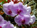 Wet pink orchid blooms