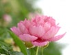 Wet pink Peony Royalty Free Stock Photo