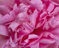 wet pink peony with a drops of water , petals close-up, background of pink flower petals top view Royalty Free Stock Photo