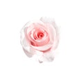Wet pink rose blossom with water dropds top view close up isolated on white background , clipping path Royalty Free Stock Photo