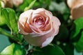 Wet pink rose bud with drops of water flowing down