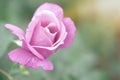 Wet Pink Rose Flower Closeup Royalty Free Stock Photo