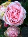 A wet pink rose after rain with drops on petals. Royalty Free Stock Photo