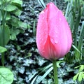 Pink wet tulip close up Royalty Free Stock Photo