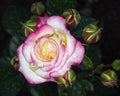 Wet pink and white rose closeup Royalty Free Stock Photo
