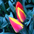 Wet Pink and yellow tulip Royalty Free Stock Photo