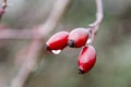 Wet plants during a rainy day, covered with raindrops,