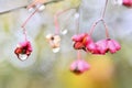 Wet plants during a rainy day, covered with raindrops,