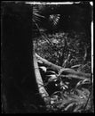 wet plate collodion vintage image of hisotrical process of photography texture