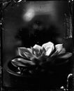 wet plate collodion vintage image of hisotrical process of photography texture