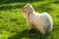 Wet playful Havanese dog is waiting for a water beam