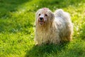 Wet playful Havanese dog is waiting for a water beam