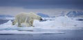 Wet Polar Bear Royalty Free Stock Photo