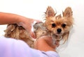 Wet Pomeranian spitz dog on a Woman hands