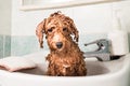 Wet poodle puppy taking bath in basin Royalty Free Stock Photo