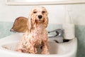 Wet poodle puppy taking bath in basin