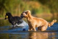 Wet poodle shaking the fur