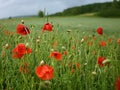 Wet poppy Royalty Free Stock Photo