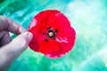 Wet poppy in the water. Royalty Free Stock Photo