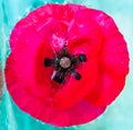 Wet poppy in the water. Royalty Free Stock Photo