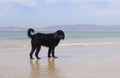 Wet Portuguese Water Dog