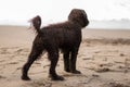 Wet puppy admiring the ocean on the sand beach at dawn. View from the back Royalty Free Stock Photo