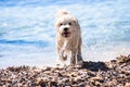 Wet puppy dog on the beach