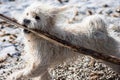 Wet puppy dog on the beach