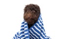 Wet puppy dog wrapped with a striped blue towel after take a shower or bath