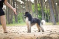 Wet Puppy of poodle is standing in wet sand. Royalty Free Stock Photo