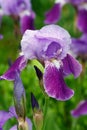 Wet Purple Bearded Iris Royalty Free Stock Photo