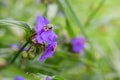 commelina, asiatic dayflower in rainy day