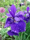 Wet Purple Iris Flower Petal in May in During Spring Royalty Free Stock Photo