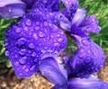 Wet Purple Iris Flower Petal in May in Spring Royalty Free Stock Photo