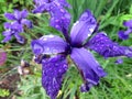 Wet Purple Iris Flower During the Rain in the Garden Royalty Free Stock Photo
