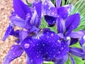 Wet Purple Iris Flower in the Rain in May in Spring Royalty Free Stock Photo