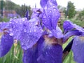 Wet Purple Iris Flowers Royalty Free Stock Photo