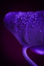 Purple wet leaf with colorful glistering water drops