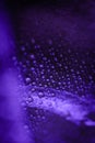 Purple leaf surface with colorful glistering water drops Royalty Free Stock Photo