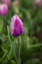 Wet Purple Tulip after raim Royalty Free Stock Photo