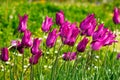 Wet purple tulips