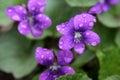 Wet Purple Violets Royalty Free Stock Photo