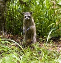 A wet raccoon