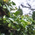 Wet after rain ivy with green leaves thickly and beautifully wraps around the fence in the yard, on a blurred background Royalty Free Stock Photo