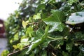 Wet after the rain, ivy with green leaves thickly and beautifully wraps around the fence in the yard, on a blurred background Royalty Free Stock Photo