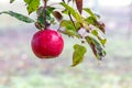 Wet red apple in the garden on a tree. Growing apples Royalty Free Stock Photo