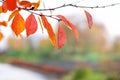 Wet red autumn leaves on a tree branch by the river Royalty Free Stock Photo