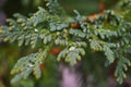 Wet Red Cedar Tree Branches Close Up