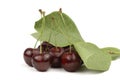 Wet red cherries and green leaves